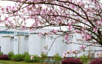 龍城四月天，最美在司能